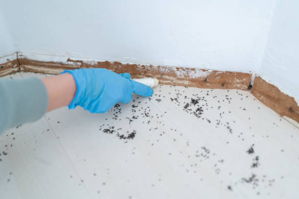 Reliable Orangeburg, SC Pest Control Solutions