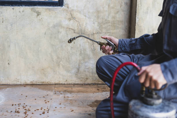 Best Local Pest Control Services  in Orangeburg, SC